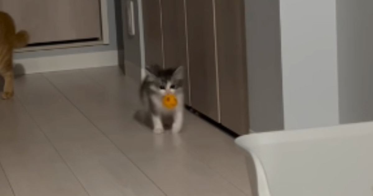 ボールを口にくわえて運び始めた子猫→『向かった先』が…涙が出るほど尊い光景が113万再生「可愛くて泣ける」「毛がパヤパヤで愛おしい」