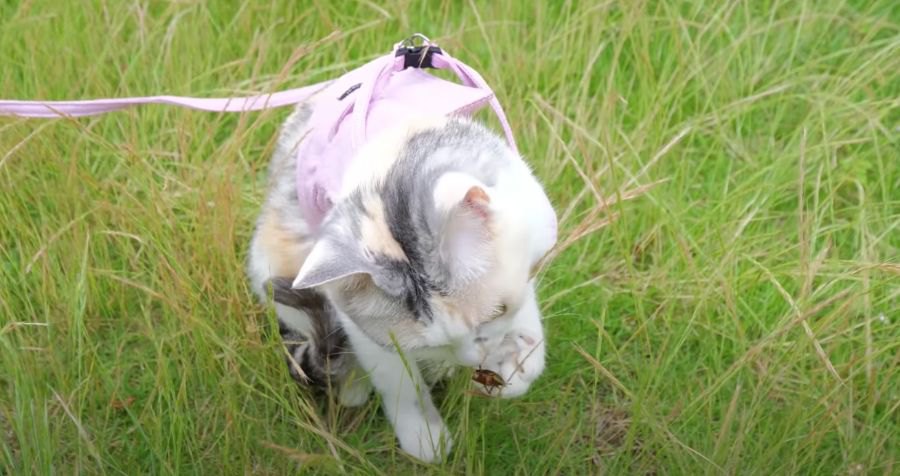 お散歩中の猫ちゃんの前に、夏の宿敵現る！？