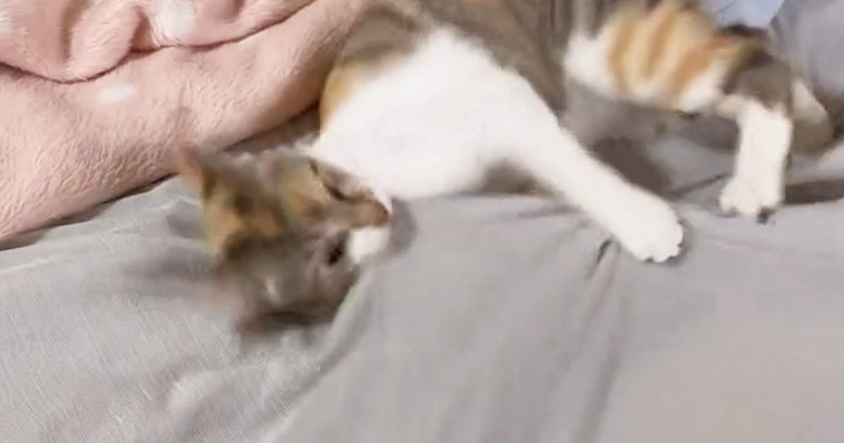 激しめに遊んでいた猫→撮られていることに気が付いた次の瞬間…可愛すぎる『リアクション』に「スンッ…ヨッ」「見てたのにゃｗ」と反響