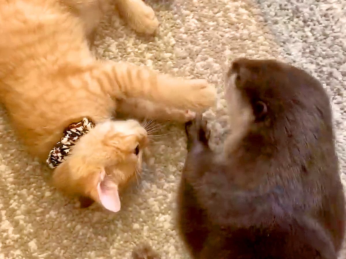 出会ったばかりのカワウソと子猫→一緒に遊ぶ様子を見てみると…『あまりにも尊い光景』が50万再生「抱きしめあっているみたいで可愛い」