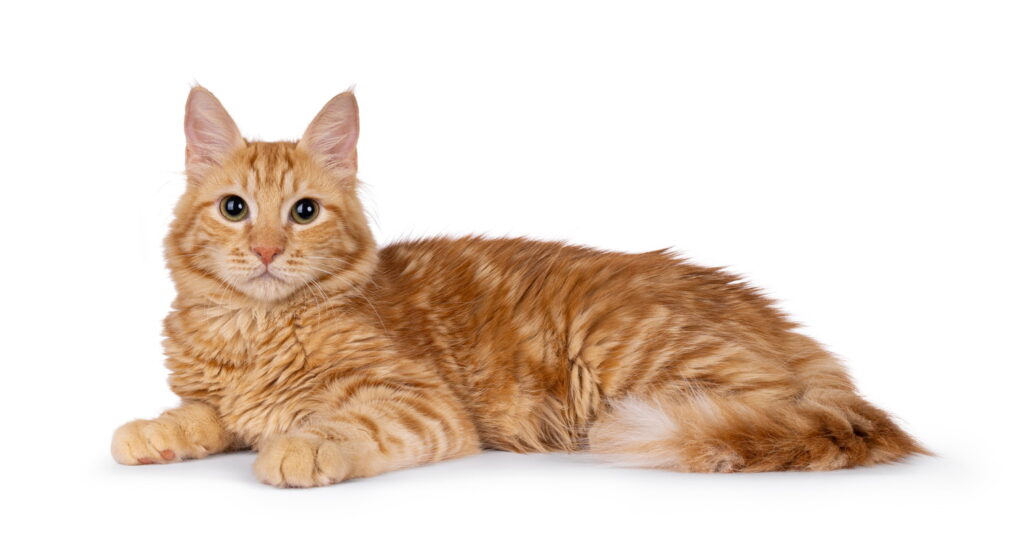【獣医師監修】キプロスアフロディーテってどんな猫？猫種の性格や飼う前の注意点・価格相場まで徹底解説