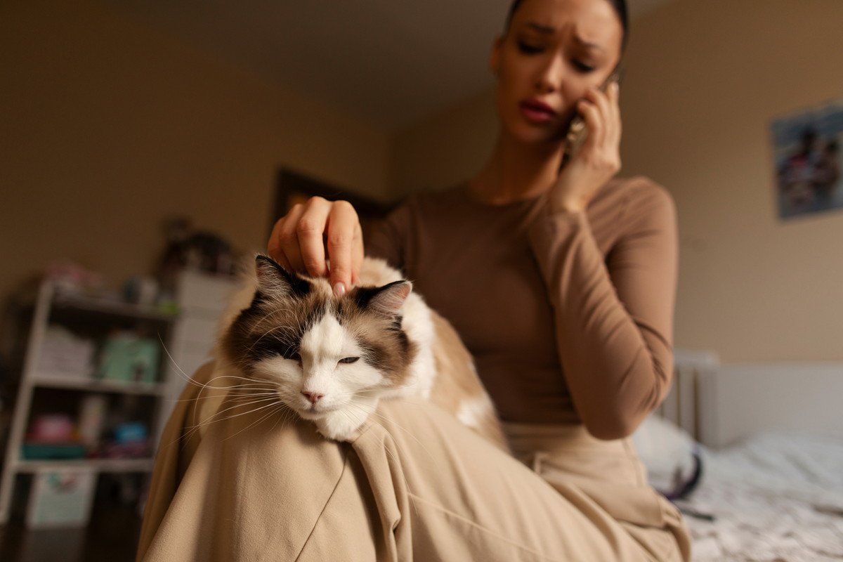 猫に関する悩みを『相談できる窓口』3つ　飼い方や健康面…困ったときに頼れるサポート先