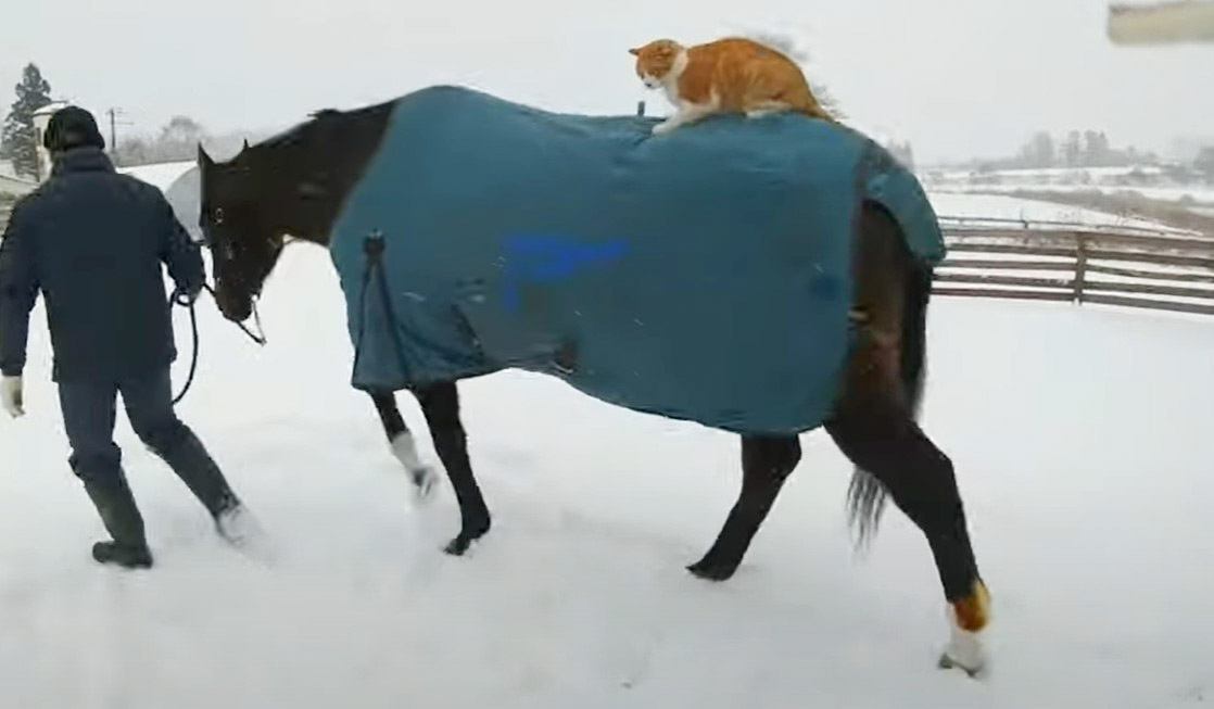 猫が馬に乗って移動してみた結果→安定感抜群の姿に3万3000人が注目 『騎手してるみたい』『乗馬ニャンコ』と話題