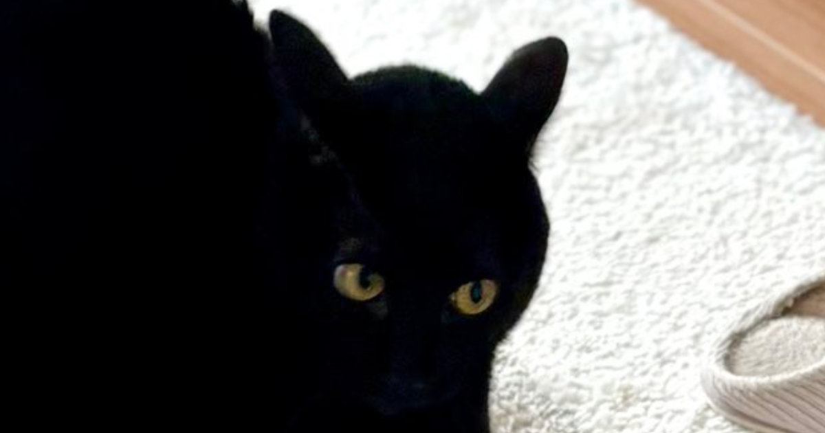 『Tシャツにしたい』朝から元気に走り回っていた『黒猫』を撮影した結果…「躍動感が最高」「すばらしい」可愛すぎる瞬間に４万いいね