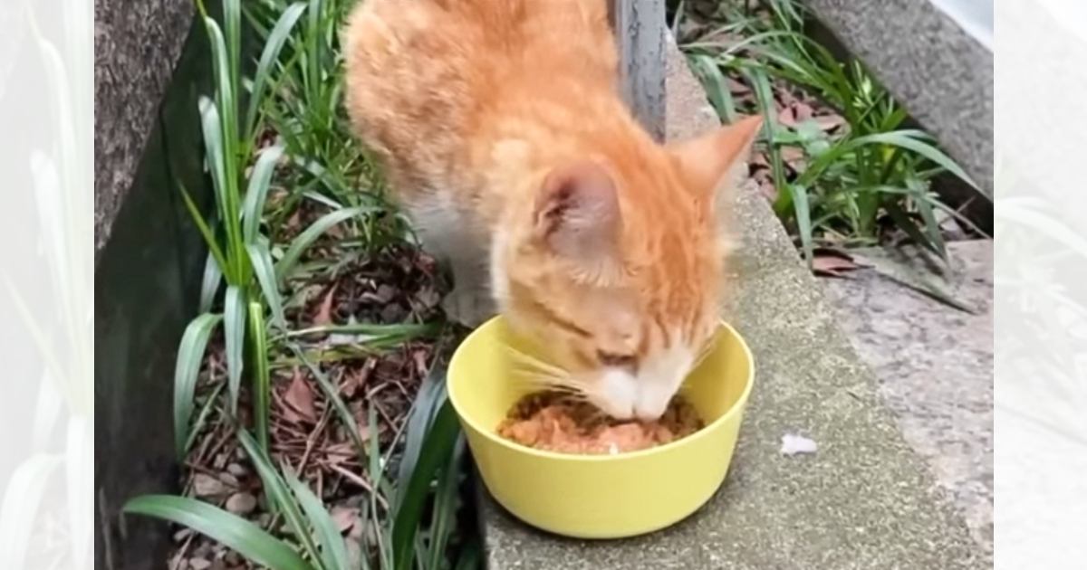 ガリガリの母猫が連れてきてくれた子猫たちを保護→立派に成長して…幸せあふれる結末に感動の声「見つけてもらえて良かった」「ずっと一緒だね」