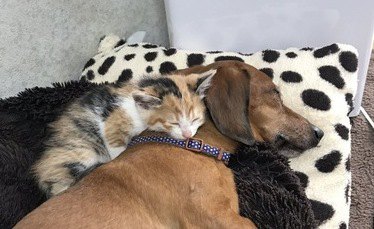 犬派が猫派になった出来事８つ