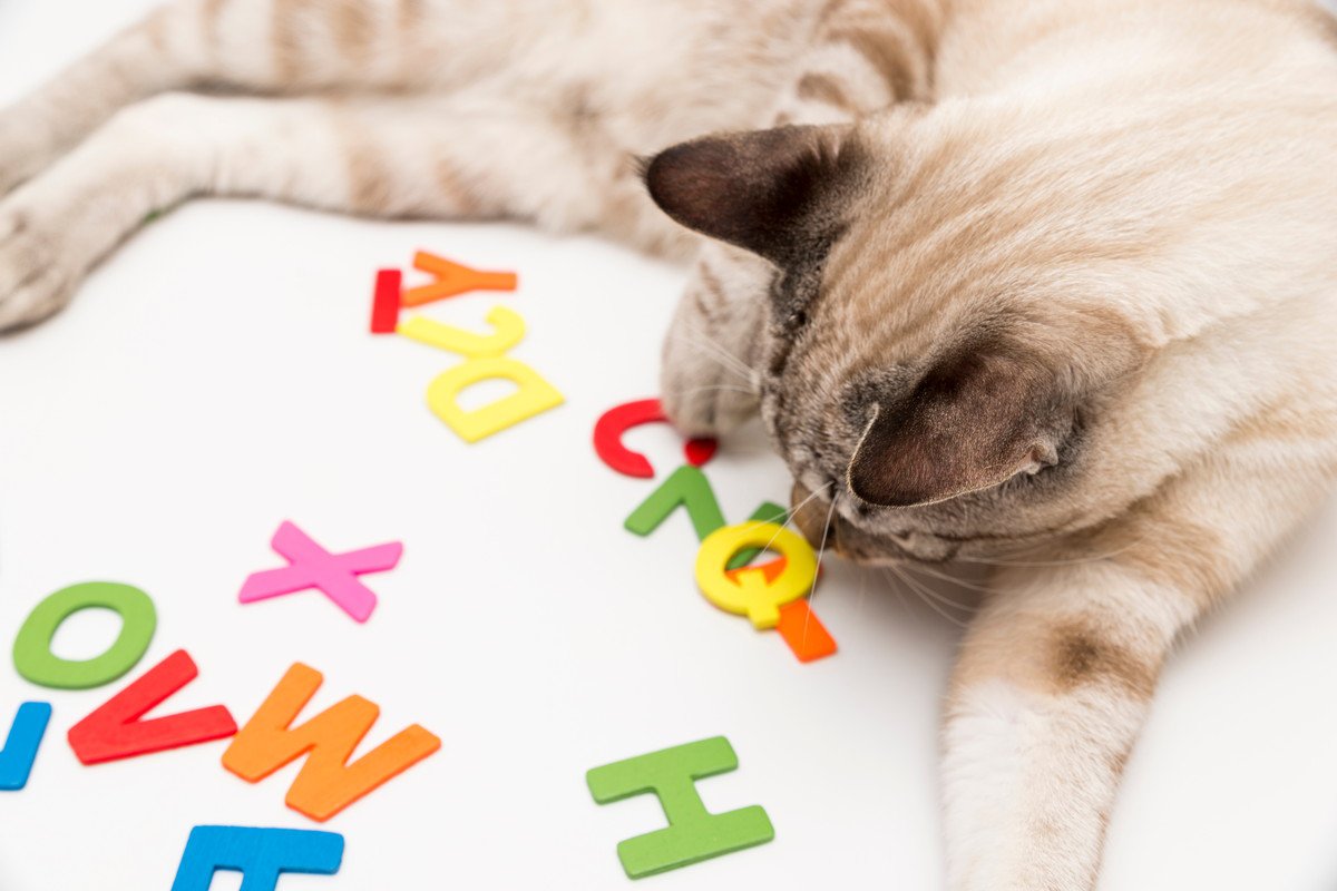 猫が『覚えやすい名前』の条件3選　名付けるときのポイントや注意すべきこと