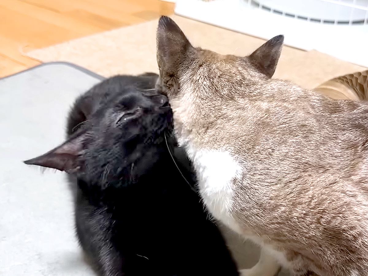 甘えたくて鳴く猫→一緒に暮らす黒猫が駆けつけて…あまりにも尊い『優しさあふれる行動』に称賛「世話好きで賢い」「頼れるジェントルマン」