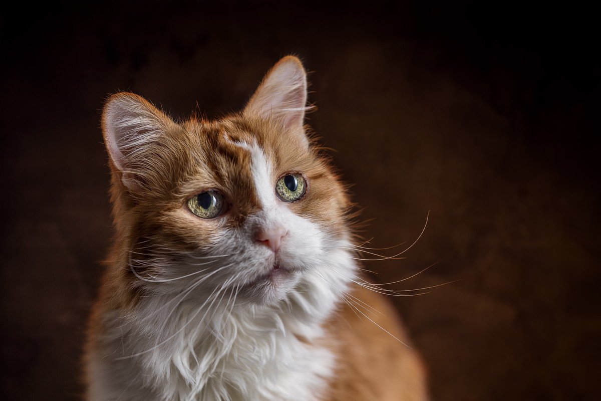 猫の『筋力』が低下する原因3つ　衰えることで起こるトラブルや維持する方法