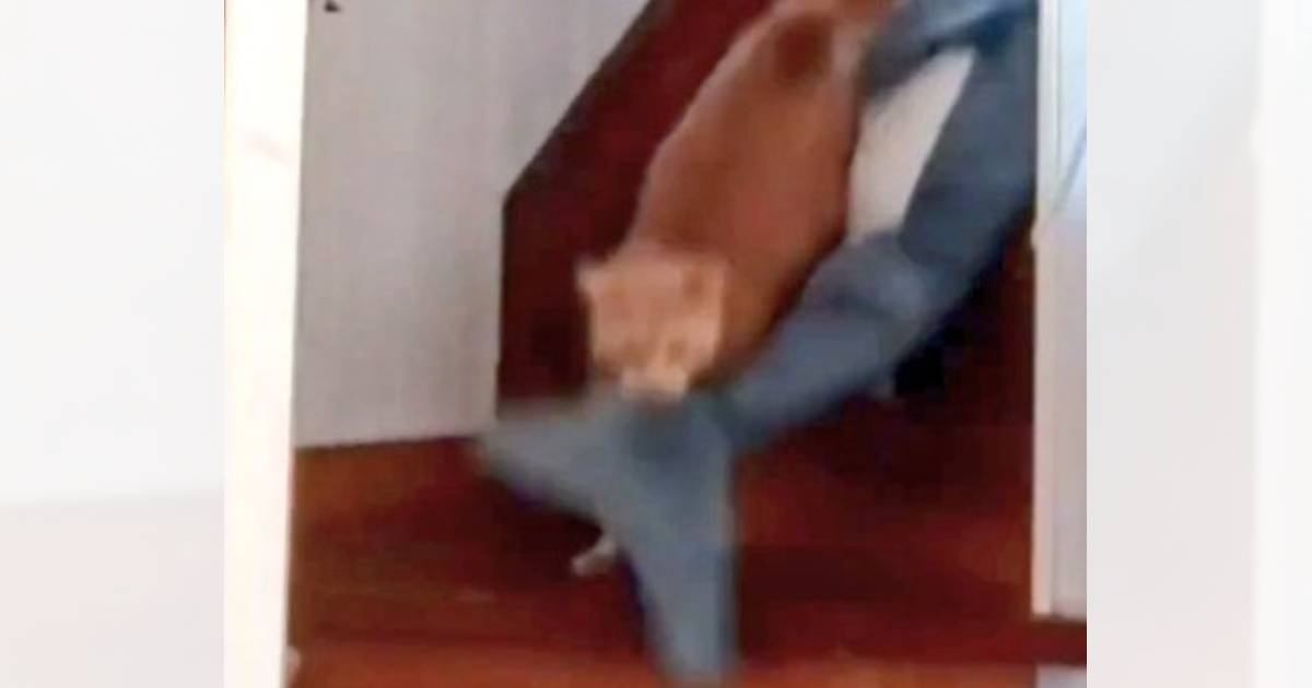 お留守番中に寂しくなった猫→上の階から降りてきたと思ったら…カメラが捉えた『愛おしすぎる瞬間』が220万表示「本当に可愛い」「尊い」