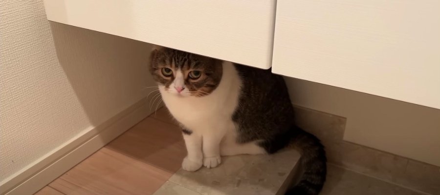 『このにおいは…』飼い主さんのにおいに警戒した猫くん！