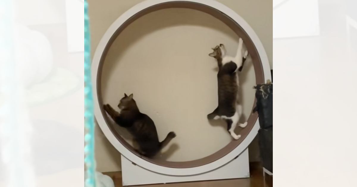 2匹の猫が一緒にキャットホイールを使おうとした結果…想像の斜め上をいく光景に爆笑する人が続出「絶妙にバランス取り合ってるｗ」「おもろ」