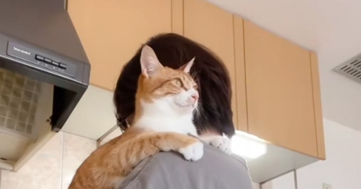 お母さんのことが大好きな猫→料理中に抱っこしてもらうと…あまりにも尊い『幸せあふれる光景』が110万再生「表情がたまらん」「赤ちゃんだ」