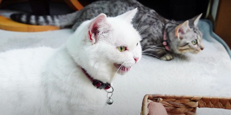 クラッキング上手にできるかな？先輩猫さんをお手本に♡