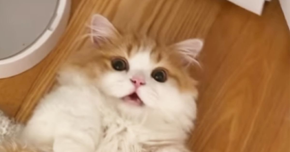 仰向けでくつろぐ猫→飼い主が声をかけてみると…まさかの『お返事』に「確かに言ってるｗ」「可愛すぎて辛いｗ」と45万再生