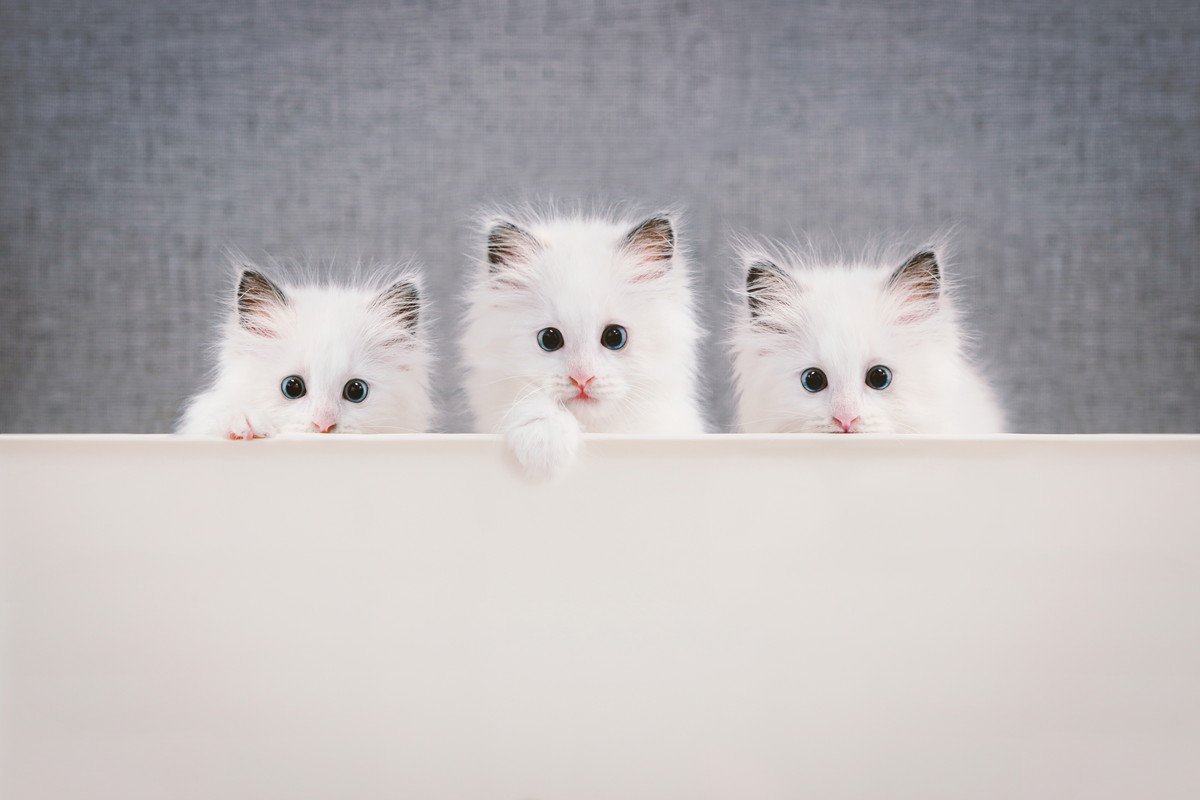猫の『見た目が変わる』ことがある？考えられる4つの要因　被毛の状態や顔つきに変化をもたらすものとは	