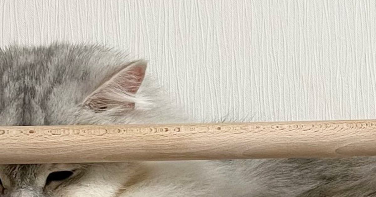 ハンモックの上で気持ちよさそうに眠っていたネコ…思わず笑ってしまう『驚きの寝相』に「芸術点高めｗ」「絶妙なバランスｗ」と反響
