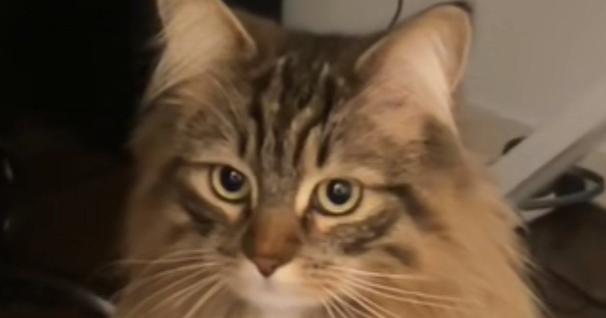 じーっと見つめてきた大型猫…まるで人間のような『まさかの光景』に「真夜中に見たら声上げるレベルｗ」「ドレス着たお姫様みたい」と15万再生