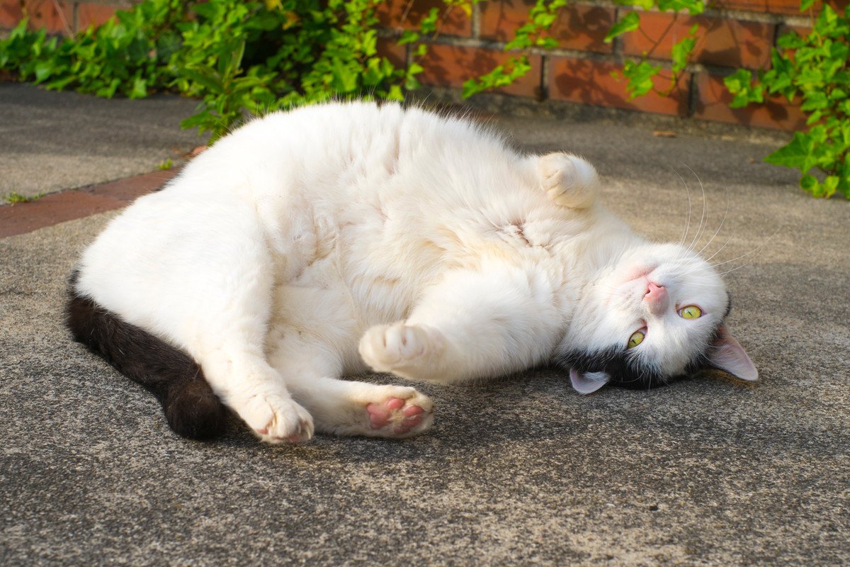 猫が『例えられがちなもの』6つ　思わず納得するさまざまなパターンをご紹介