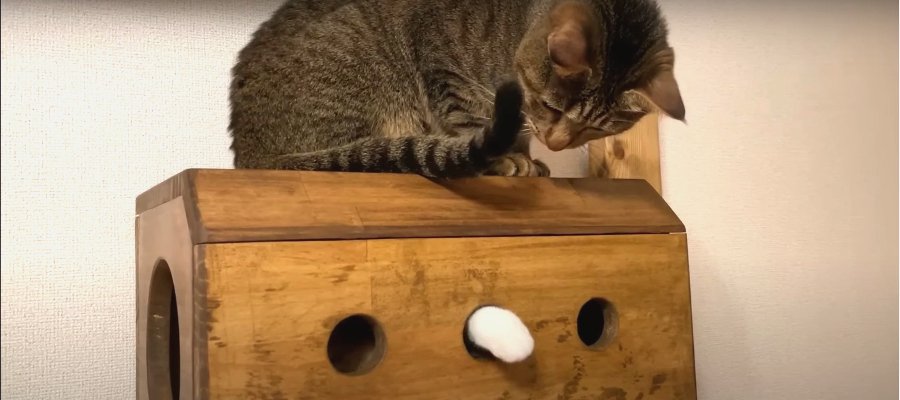 猫ちゃん専用巣箱で♪モグラ叩きゲームスタート！