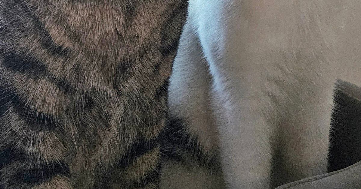 激しくケンカをしていた2匹の猫→飼い主が止めに入った結果…まさかの表情と『可愛すぎる耳』に７万いいね「耳がシンクロｗ」「理不尽ｗ」