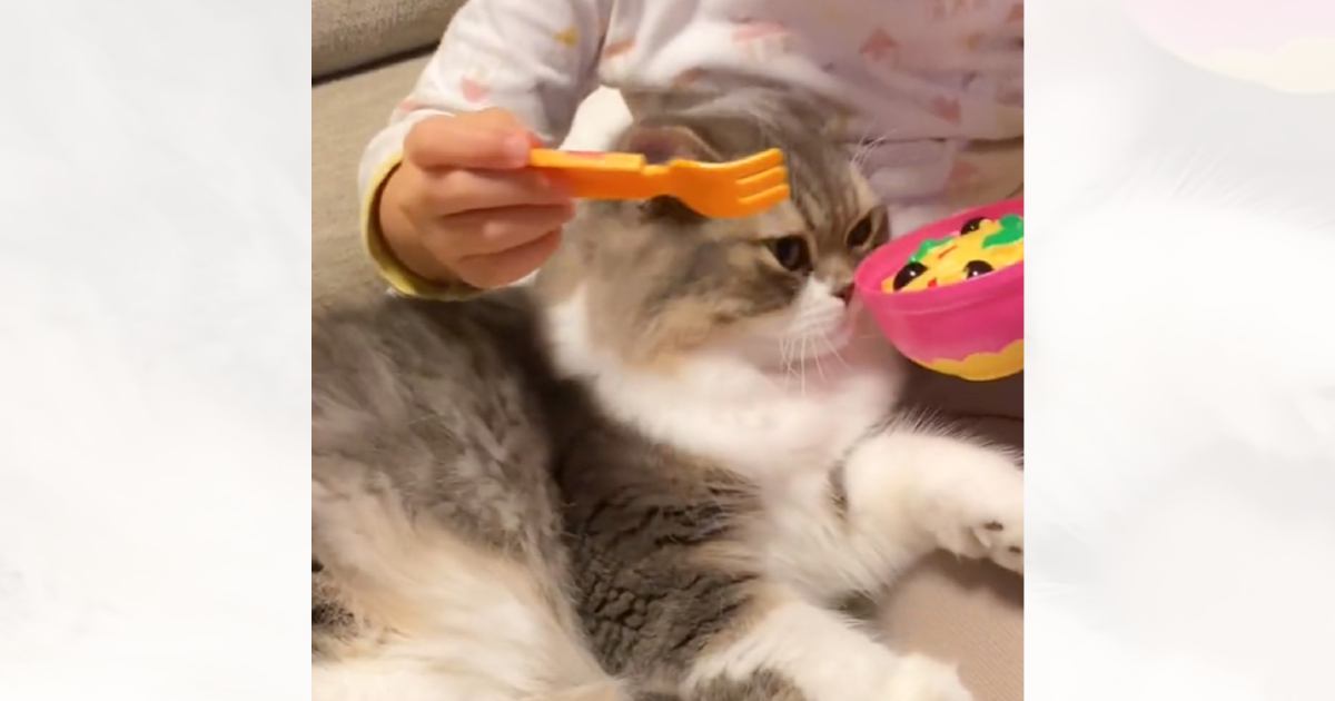 女の子が猫と『おままごと』→ご飯をあげるフリをした結果…まさかの反応が凄すぎると177万再生「育児のプロがいるｗ」「めっちゃ素敵な関係」