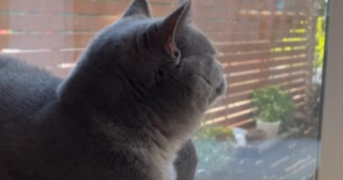 窓の外を平然と眺める猫→『おてて』に注目すると…思わず笑ってしまう『まさかの状況』が21万再生「プライドを感じるｗ」「不自由なのにｗ」