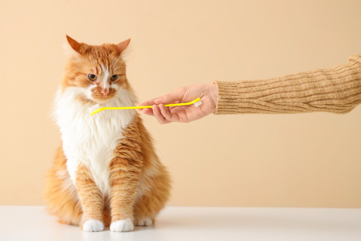 猫の『歯磨き』を怠ったときのリスク5選　病気につながる可能性から習慣化のコツまで