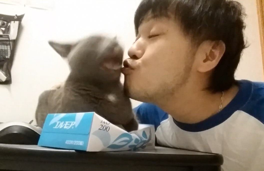 『ティッシュを潰す凶暴な猫』にキスしてみた結果…あまりの攻撃力に面白すぎると"爆笑"の声「色々と草」「心配されててワロタ」