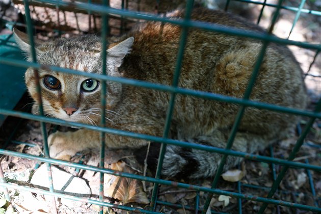 コルシカ島で新種の猫発見か!?謎多き「キツネネコ」について