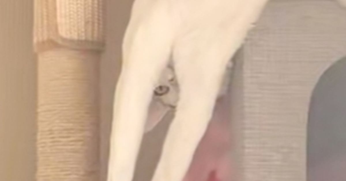 猫と一緒に暮らし始めて２年…飼い主さんが初めて見た『衝撃のくつろぎ方』が198万再生「腕のすきまから見てこないでｗｗ」「ツボったｗｗ」