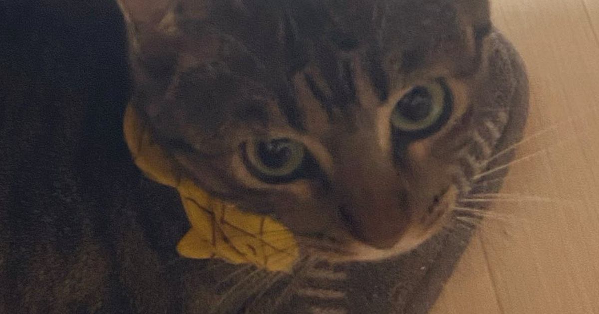 電源の入っていない『ホットカーペットに座る猫』→スイッチを入れてあげると…まさかの変化に3万いいね「顔が好きすぎるｗ」「コロンビア」