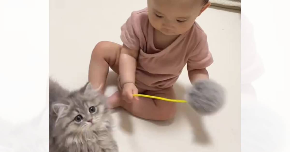 赤ちゃんが『赤ちゃん猫』の前で猫じゃらしを使った結果…思わず癒される『尊い光景』に反響「癒しをありがとう」「かわいいが渋滞してる」