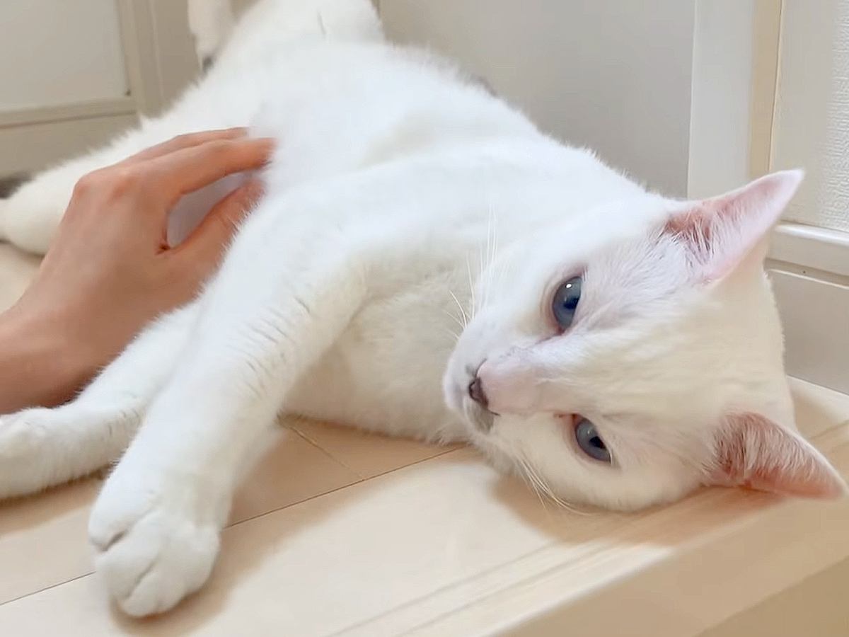 階段で涼んでいる猫→“大好きな次男”が近づいてくると……あまりにも"可愛すぎる反応"が話題に 「やっぱり天才」「短いお返事たまらない」