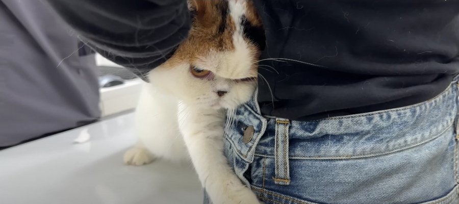 『怖すぎる…』病院に連れて行かれるのを察して怒っちゃう猫ちゃん