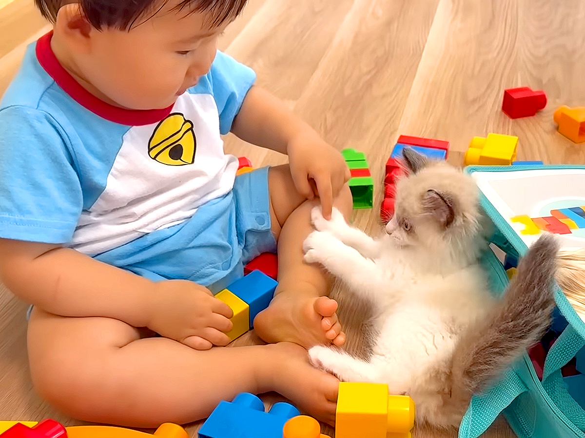 保護子猫にヤキモチを焼いていた赤ちゃん→ふたりになった結果…予想外の『愛おしい光景』が26万再生「幸せいっぱい」「可愛い怪獣２匹」
