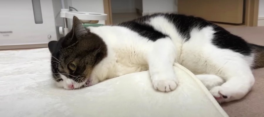 寂しくてやる気の出ない猫くん…。イタズラ猫へと変身！？