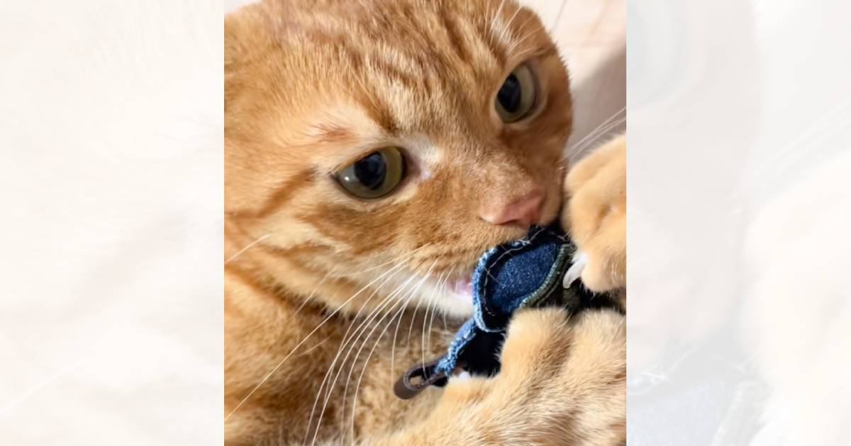 キーホルダーを取り返そうとしたら、『普段は優しい猫』が…想像を超える『豹変ぶり』に爆笑「怖いけどかわいいｗ」「必死すぎｗ」と19万再生