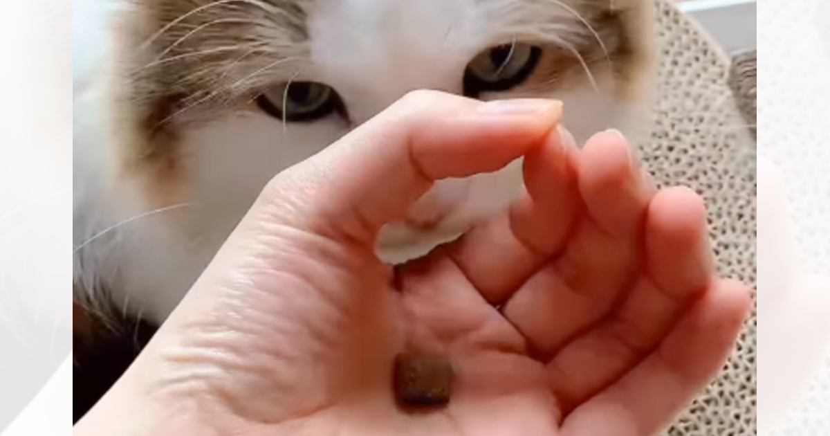 いま話題の『猫の賢さテスト』に挑戦してみたら…最高すぎる"結果"が347万再生「すばらしい研究結果」「うちもやってみよう」と大絶賛