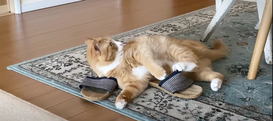 スリッパに酔ってる？スリスリが止まらない猫ちゃん！