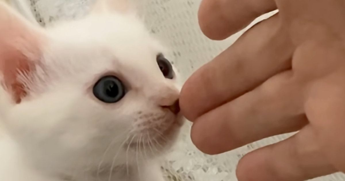 白猫の『子猫時代と今』を比較してみた結果…泣けるほど尊い『成長ビフォーアフター』に「可愛さ100点満点」「大きくなったね」と反響