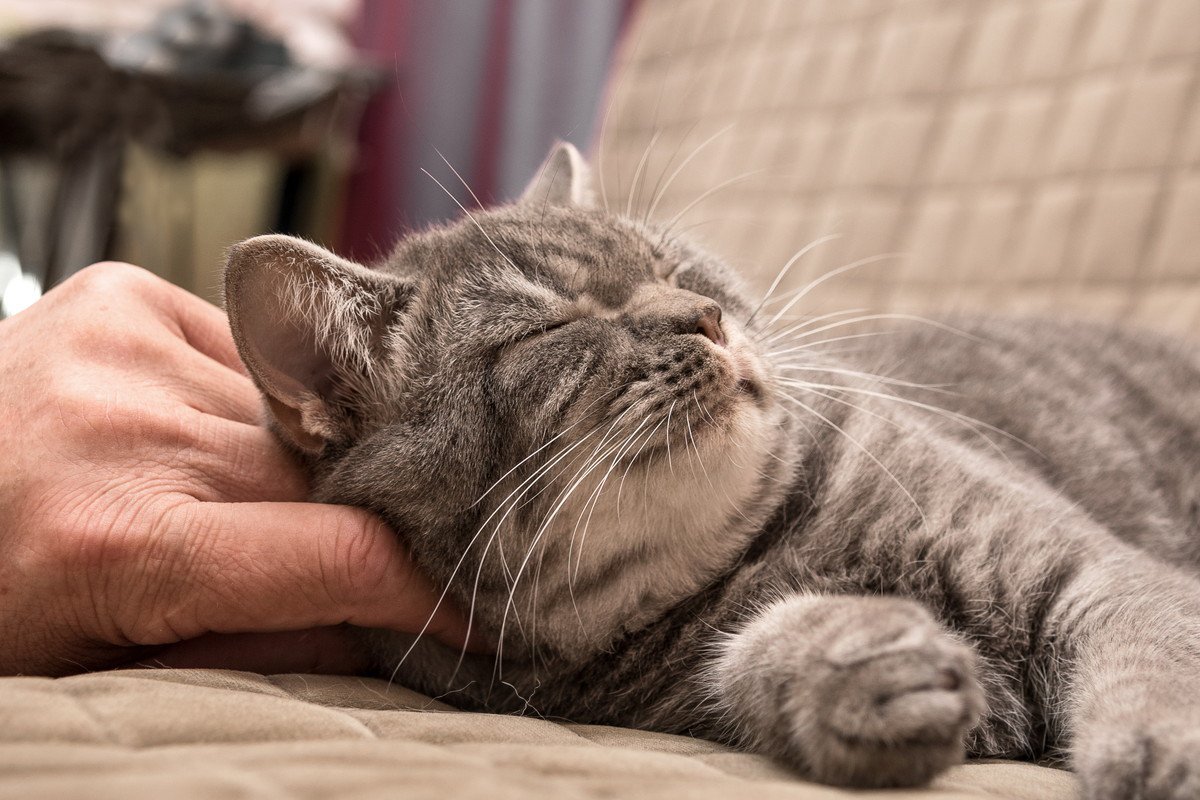 猫が『首をつまむ』と静かになる2つのワケ