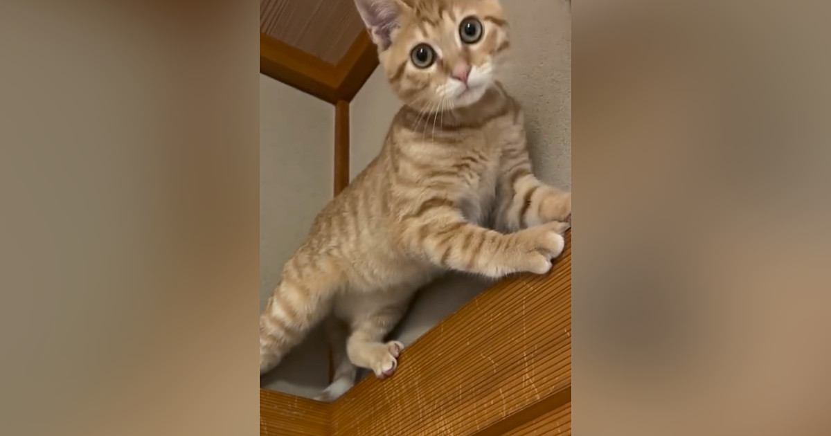 茶トラの子猫が『高い場所』に登った結果…思わず笑顔になる光景に1万2000いいね「お顔に爆笑しちゃったｗ」「たまらんねぇ」