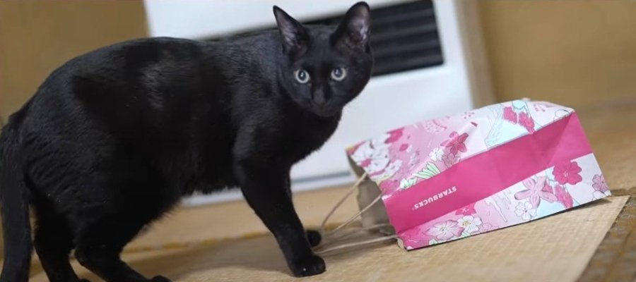 遊びで楽しく健康に！『狩りごっこ』で運動不足を解消する猫ちゃん