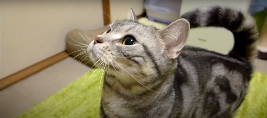 怒ってる？毛を逆立てて光を追いかけ回す猫ちゃん