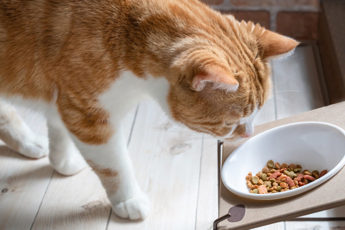 猫が『ご飯を少しだけ残す』理由5つ　なぜ食べきらないの？見直したいポイントも