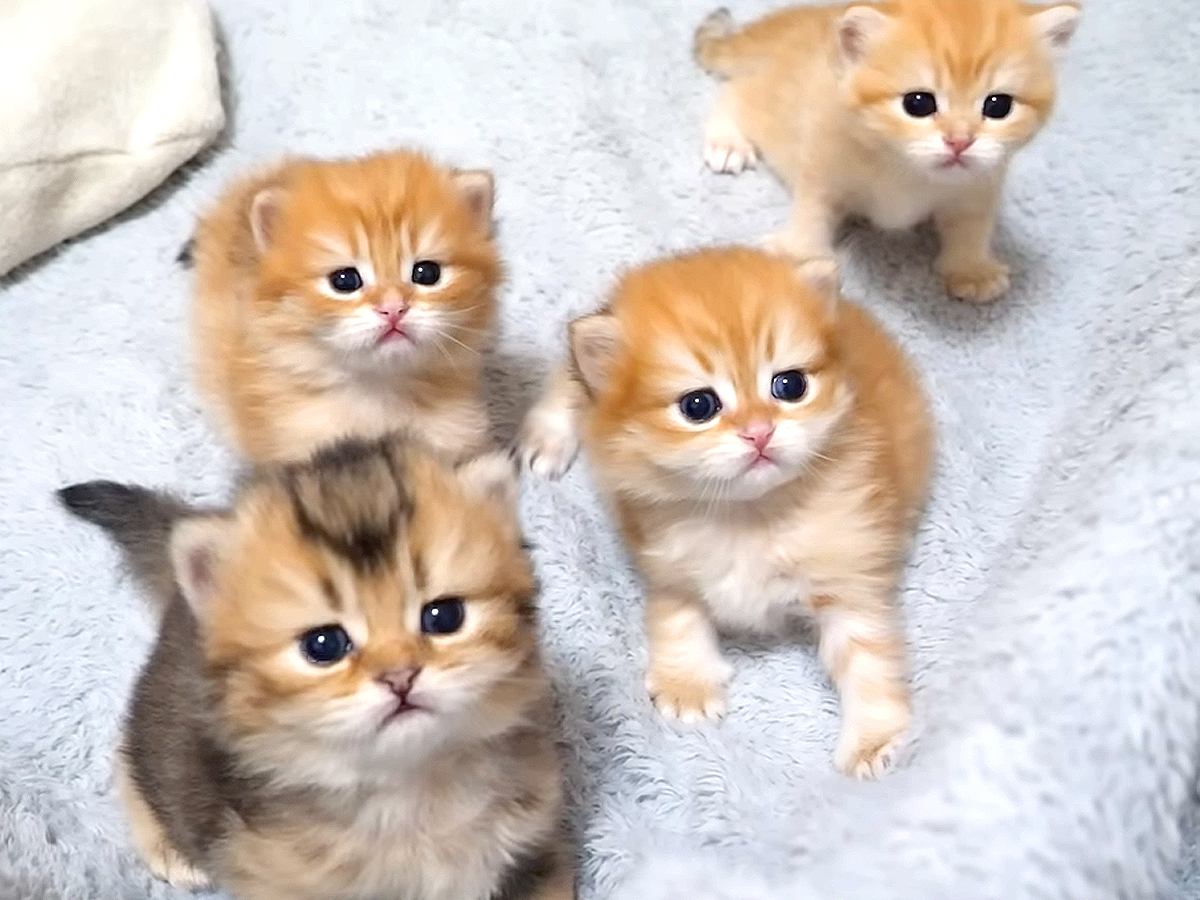 ４匹の『赤ちゃん猫』が入っている大きな箱をのぞくと…『反則級の可愛さ』に悶絶の声続出「破壊力がすごいｗ」「とっても癒された」
