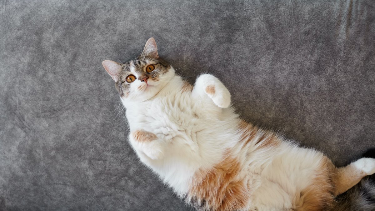 猫があなたに『仲良くなりたい』と伝えているサイン4選　行動に隠されている意味や仲を深める応え方