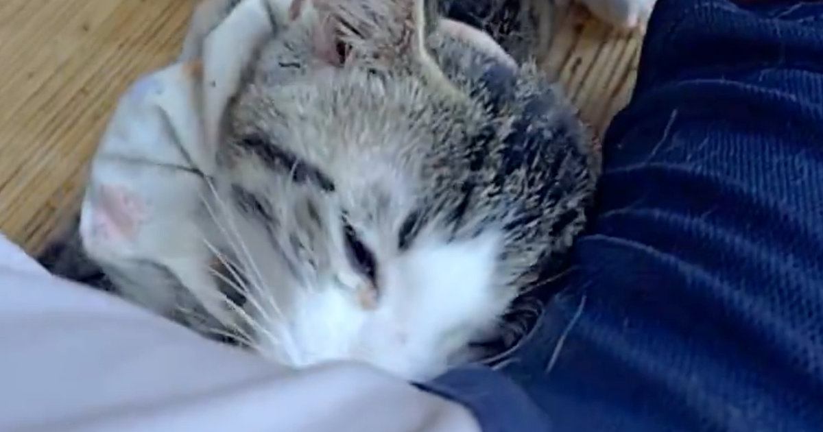 飼い主の隣でくつろいでいた猫→『脇の匂い』を嗅いだ次の瞬間…まさかの光景に12万いいね「マタタビの匂い出てるかも」「表情がいいｗ」