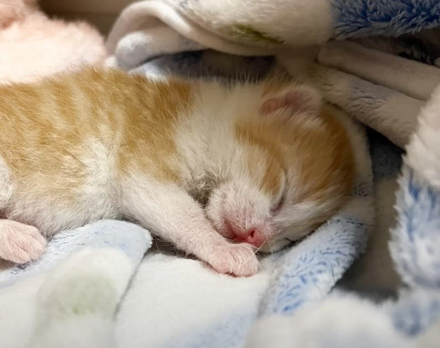 『半日ひとりぼっちで鳴いていた赤ちゃん猫』保護した結果…その後の光景が尊すぎると70万3000再生「頑張ったね」「元気に育って」